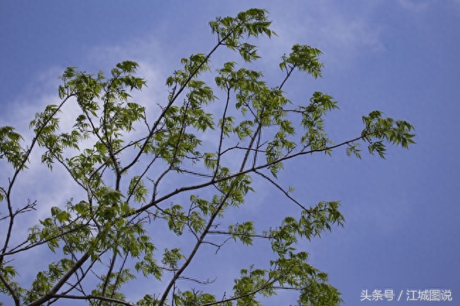 黄菠萝树经济价值、药用价值极高，是我国一级保护植物禁伐木材